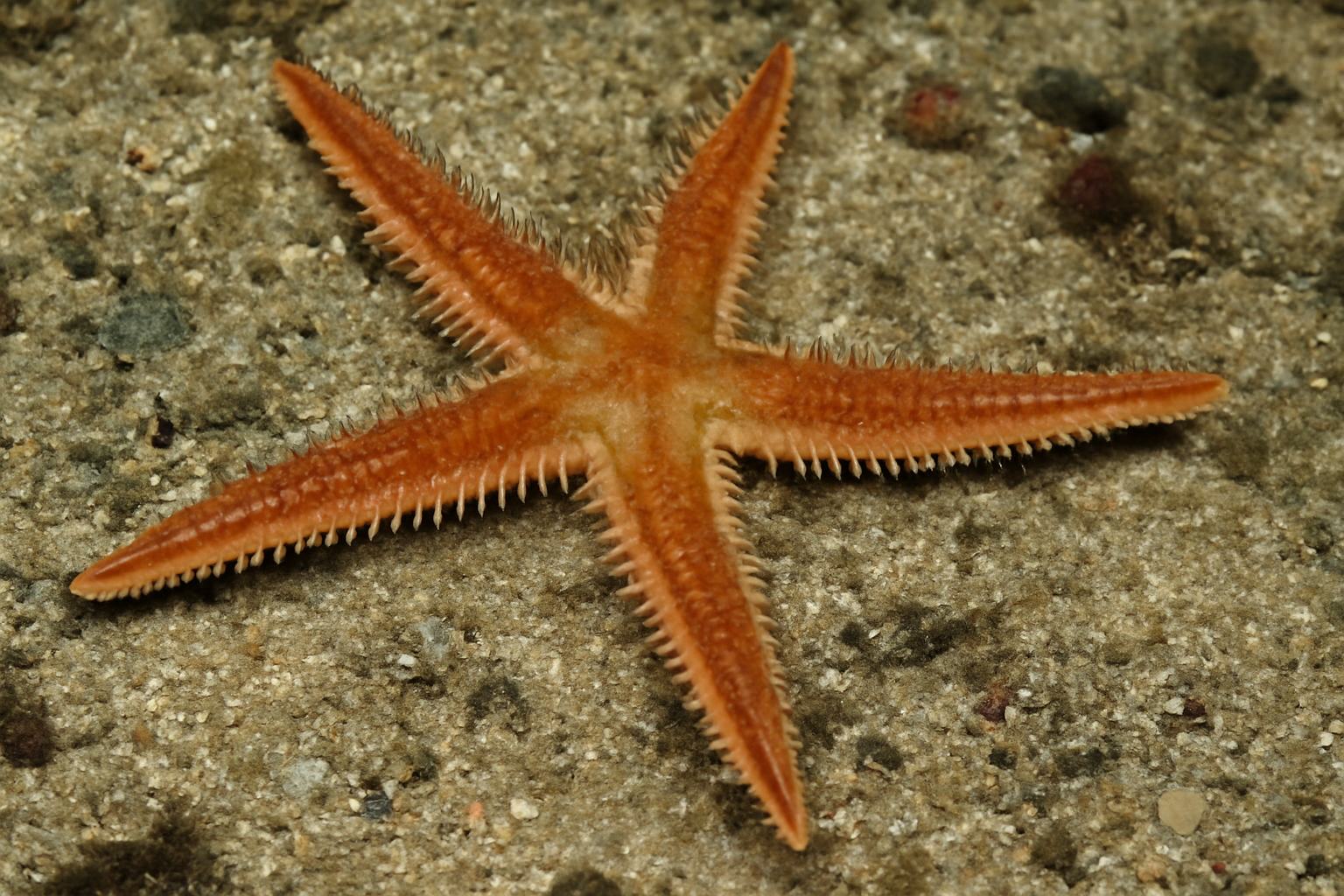 Augener's Sea Star