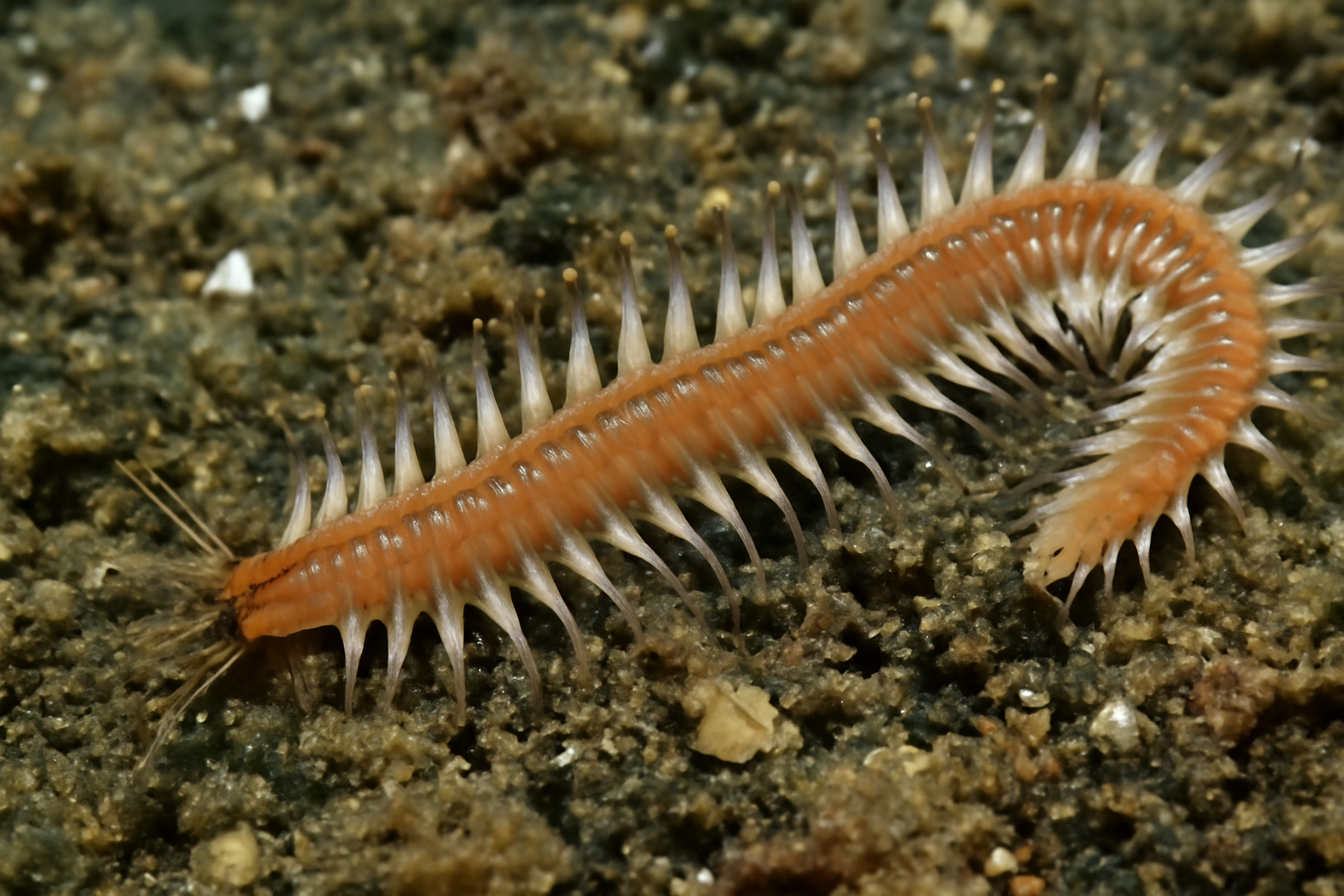 Augener's Polychaete