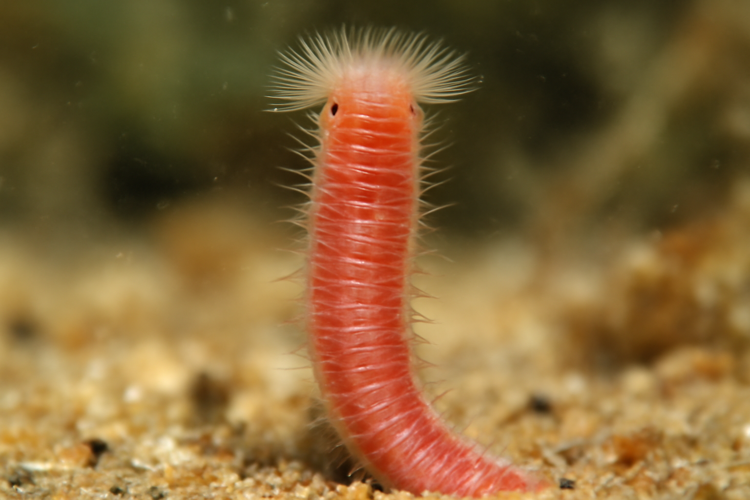 Dinophilus vorticoides