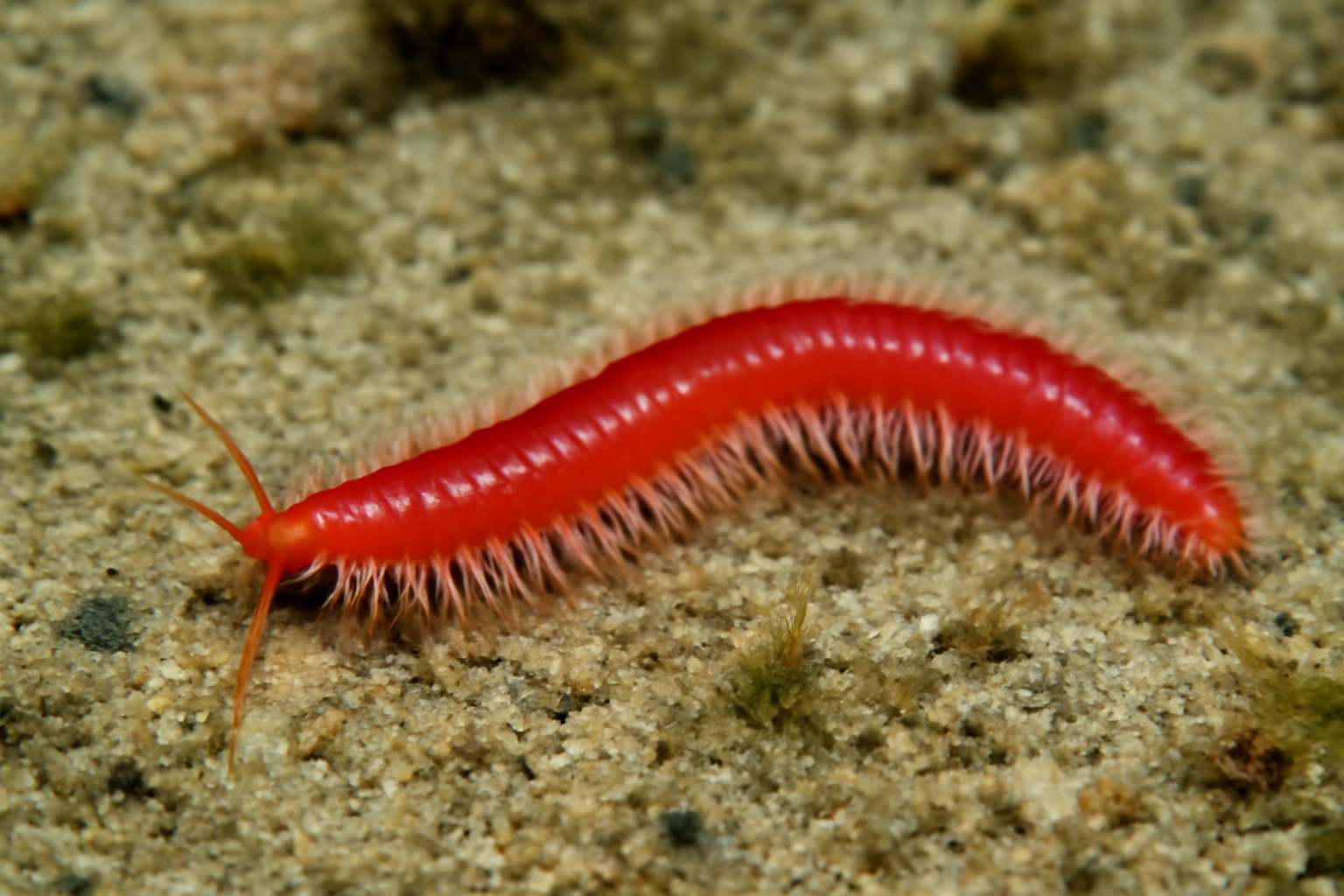 Red Sea Lumbrineris
