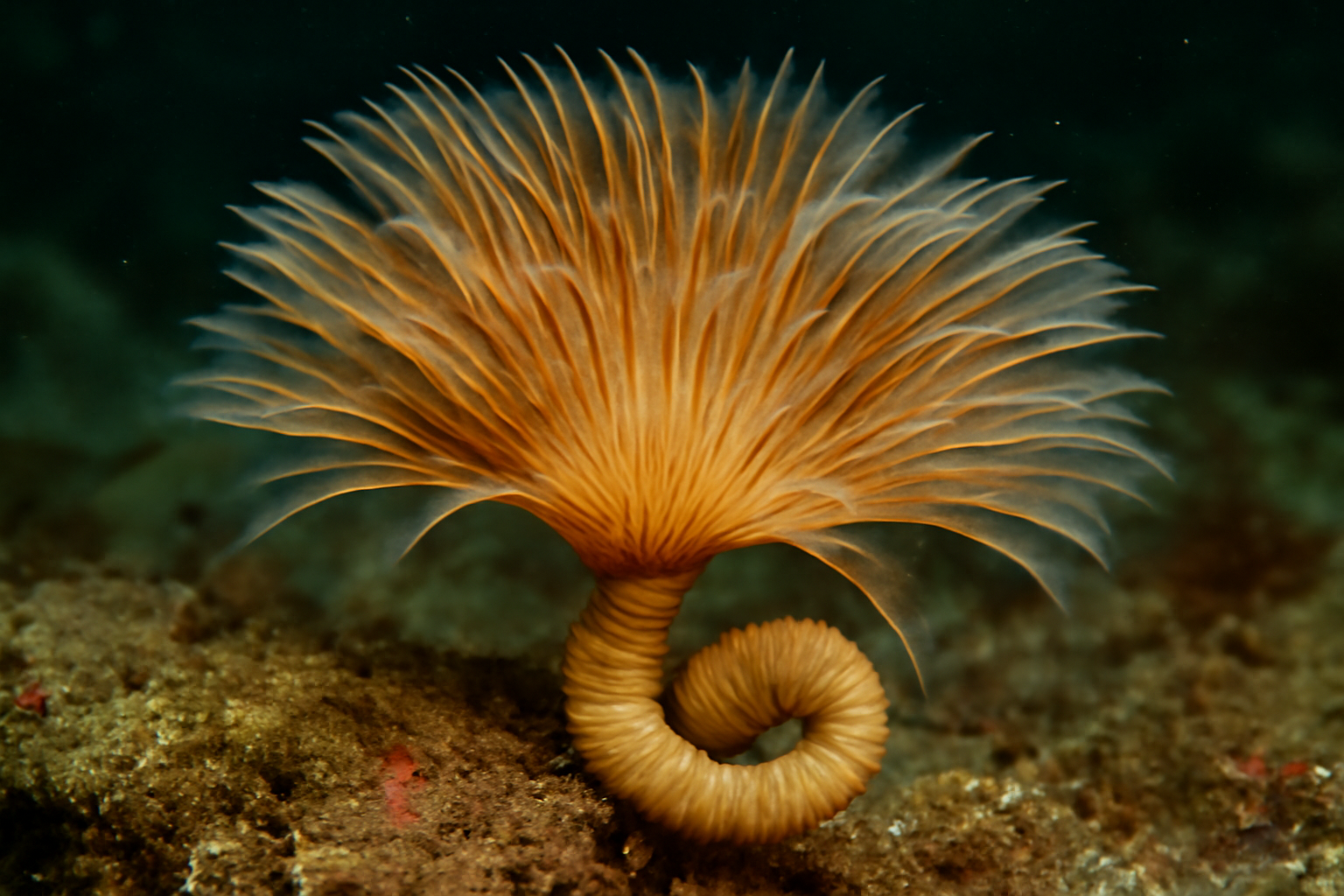 Pacific Branch Worm