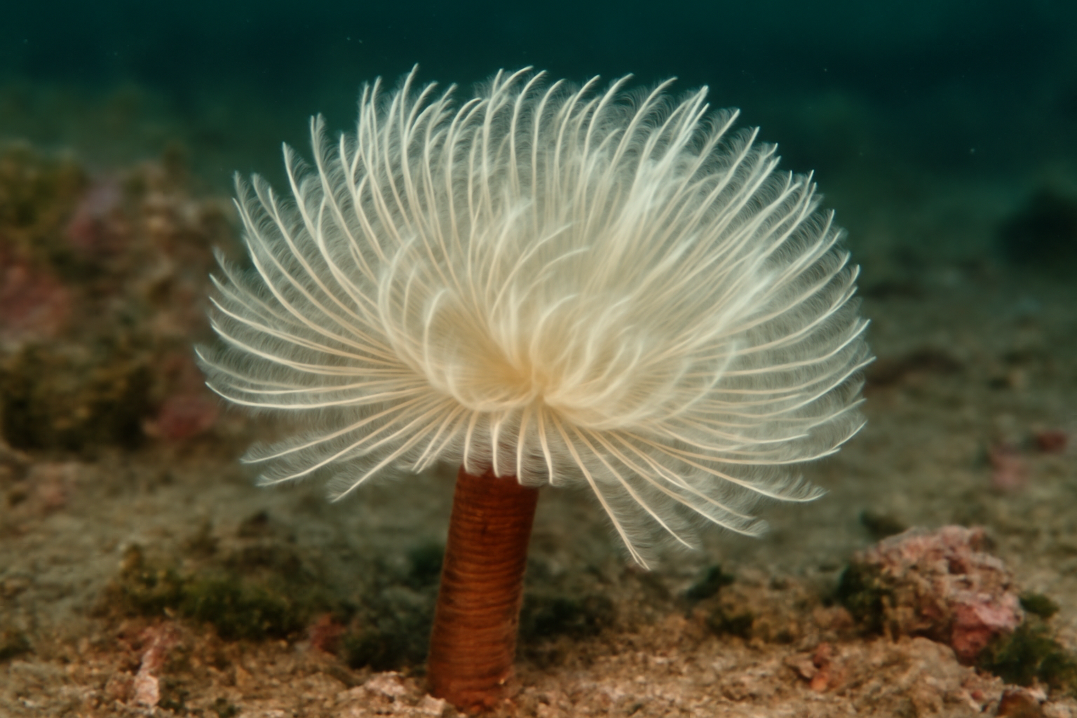 Plumose Branch Worm