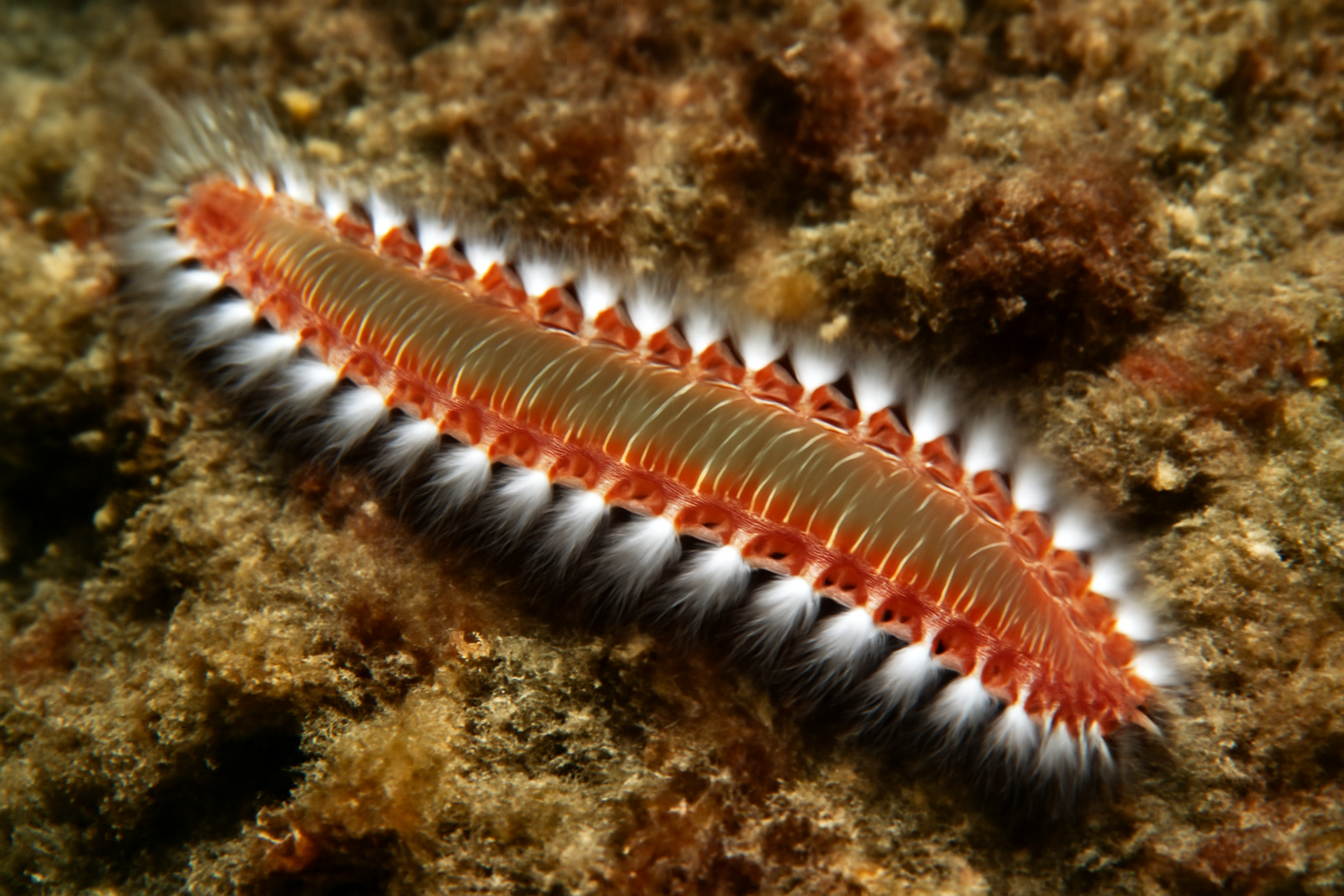 Northern Fireworm