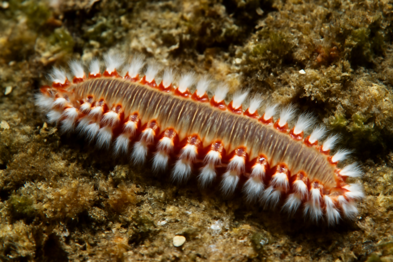 Mediterranean Fireworm