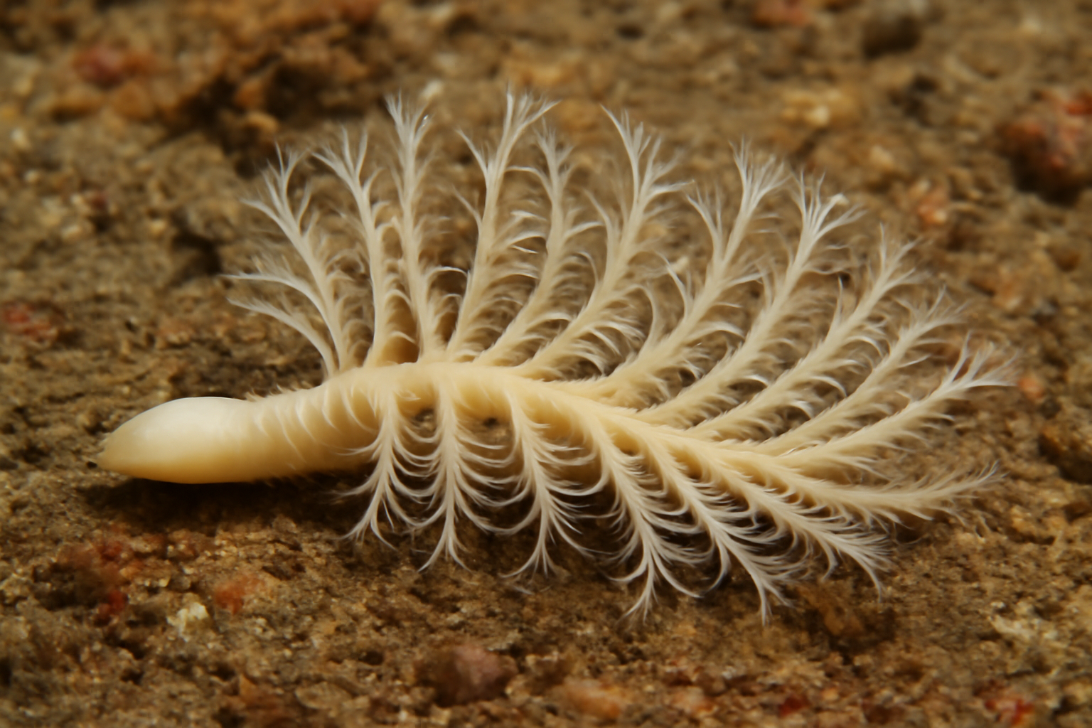 Multi-branch Parchment Worm