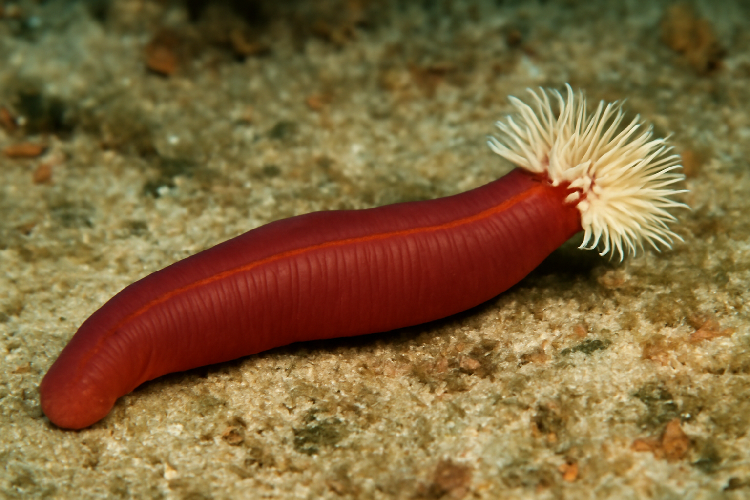 Red Parchment Worm