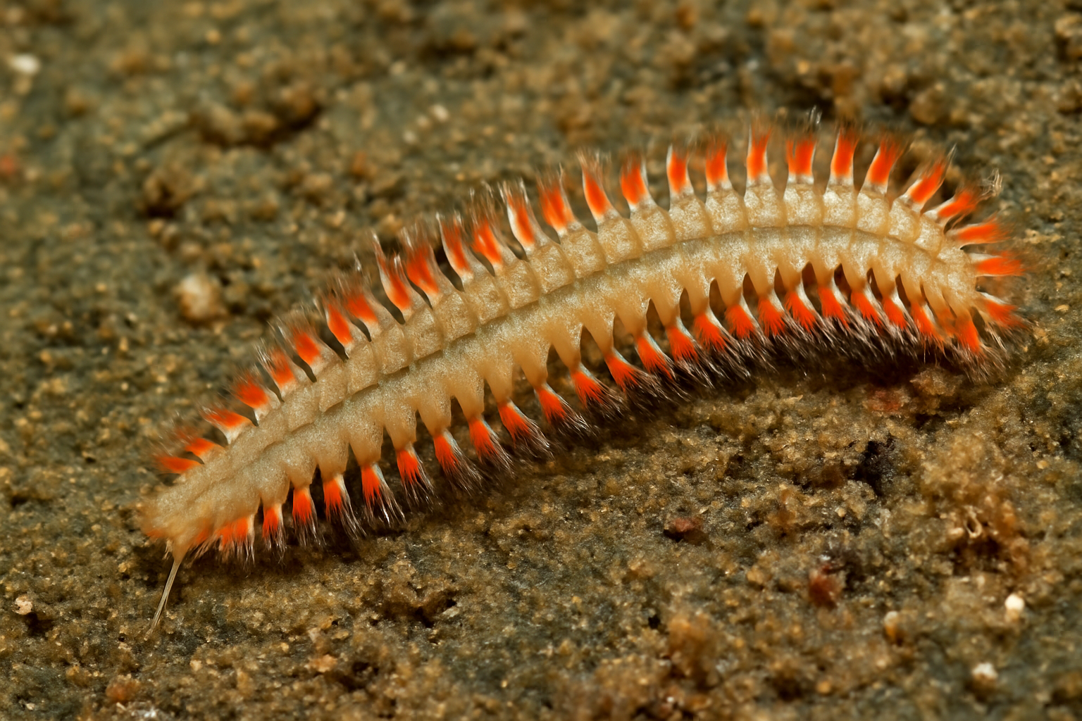 Paramphinome indicus