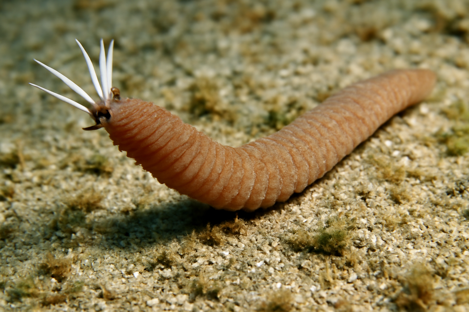 Spiketail Pencil Worm