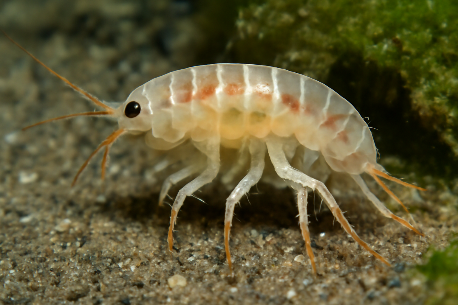 Biancolina japonica