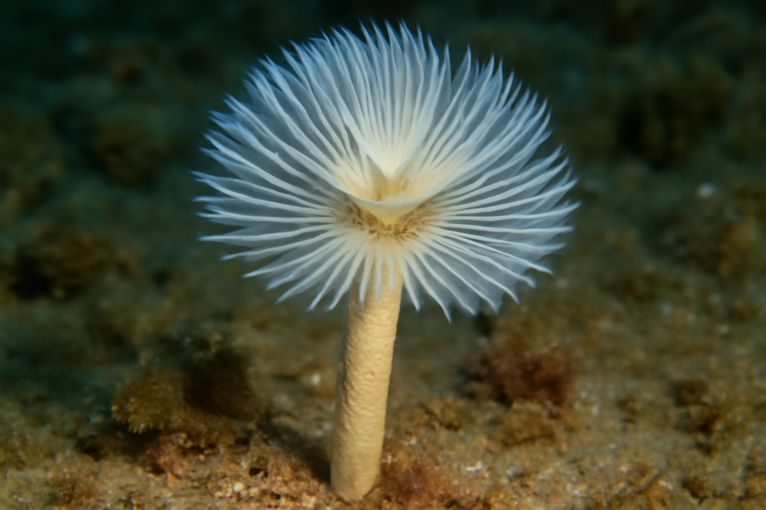 Ice-cream Cone Worm