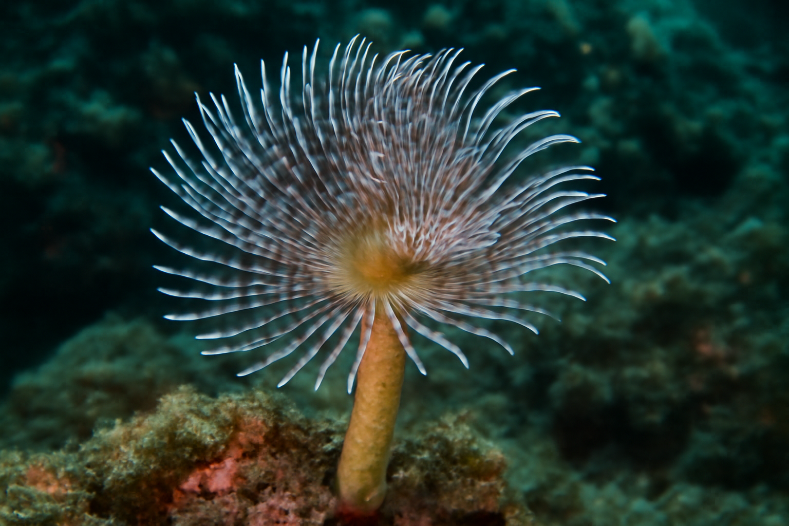 Tube-dwelling Worm