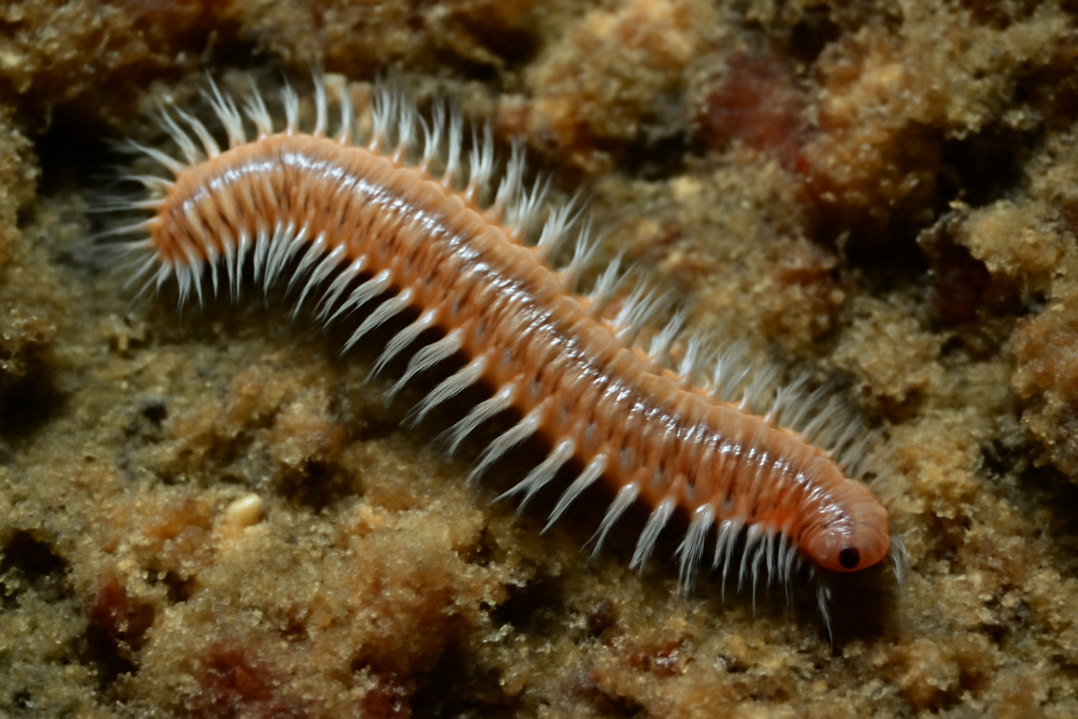 Atlantic Worm