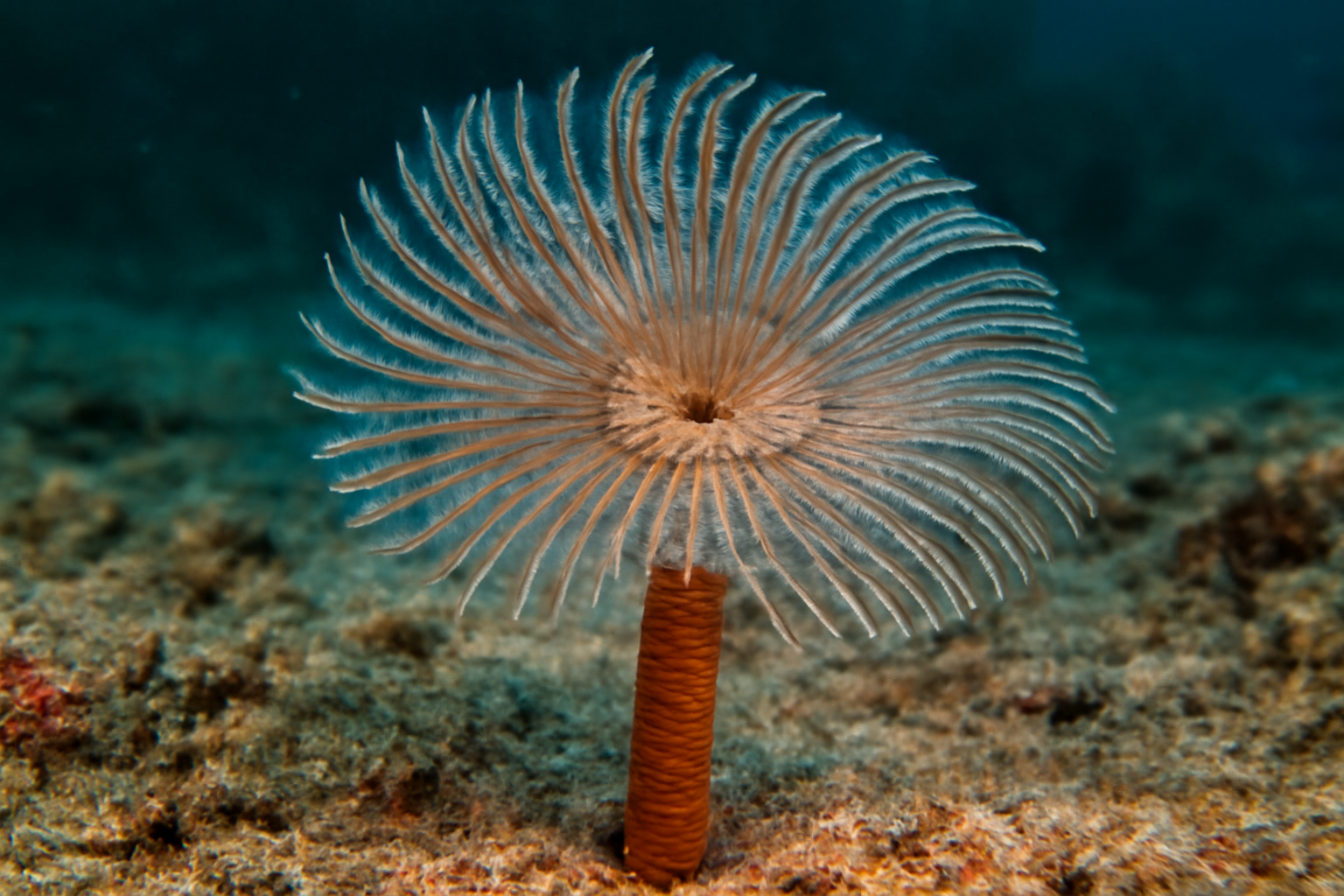 Pacific Worm