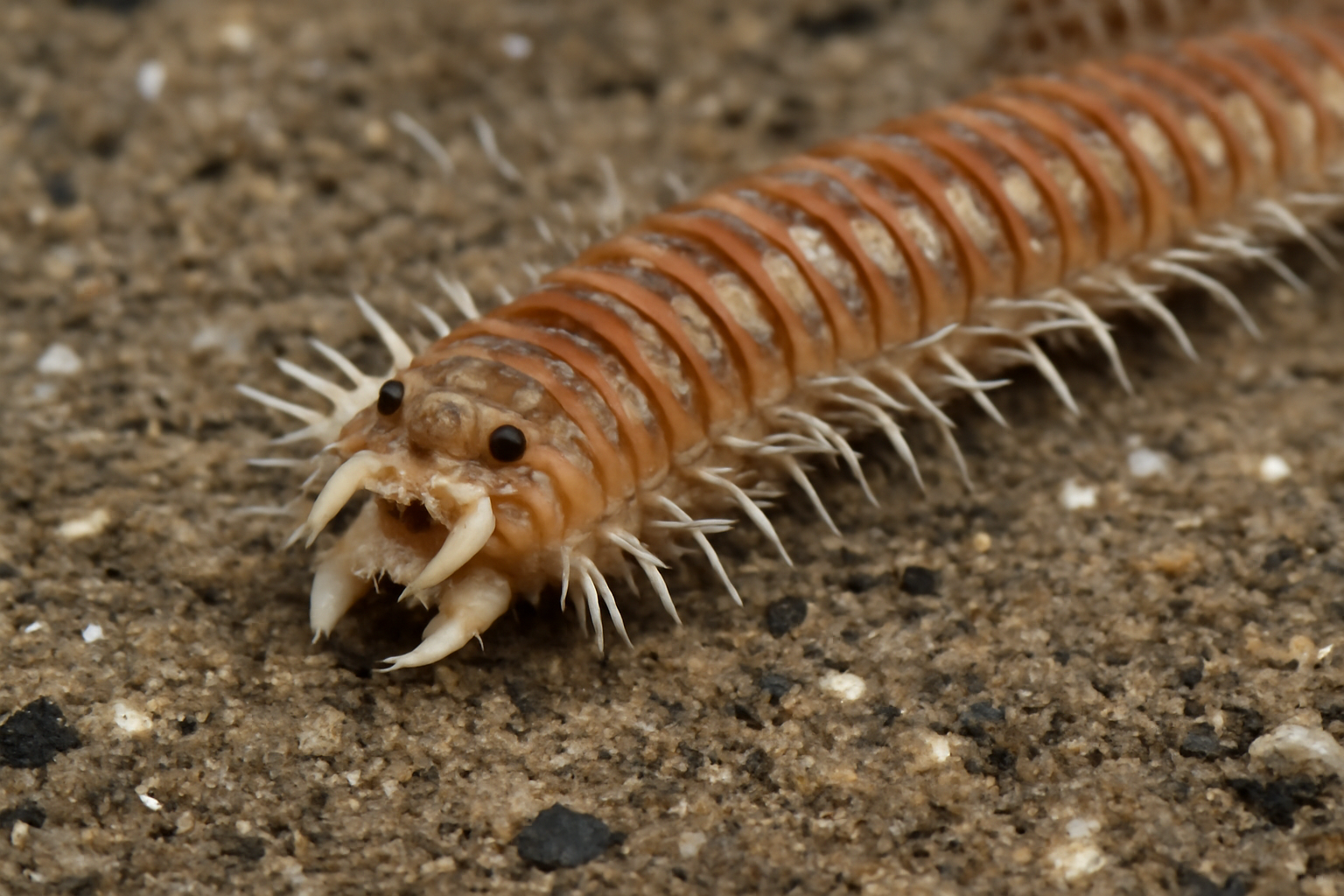 Nothria japonica