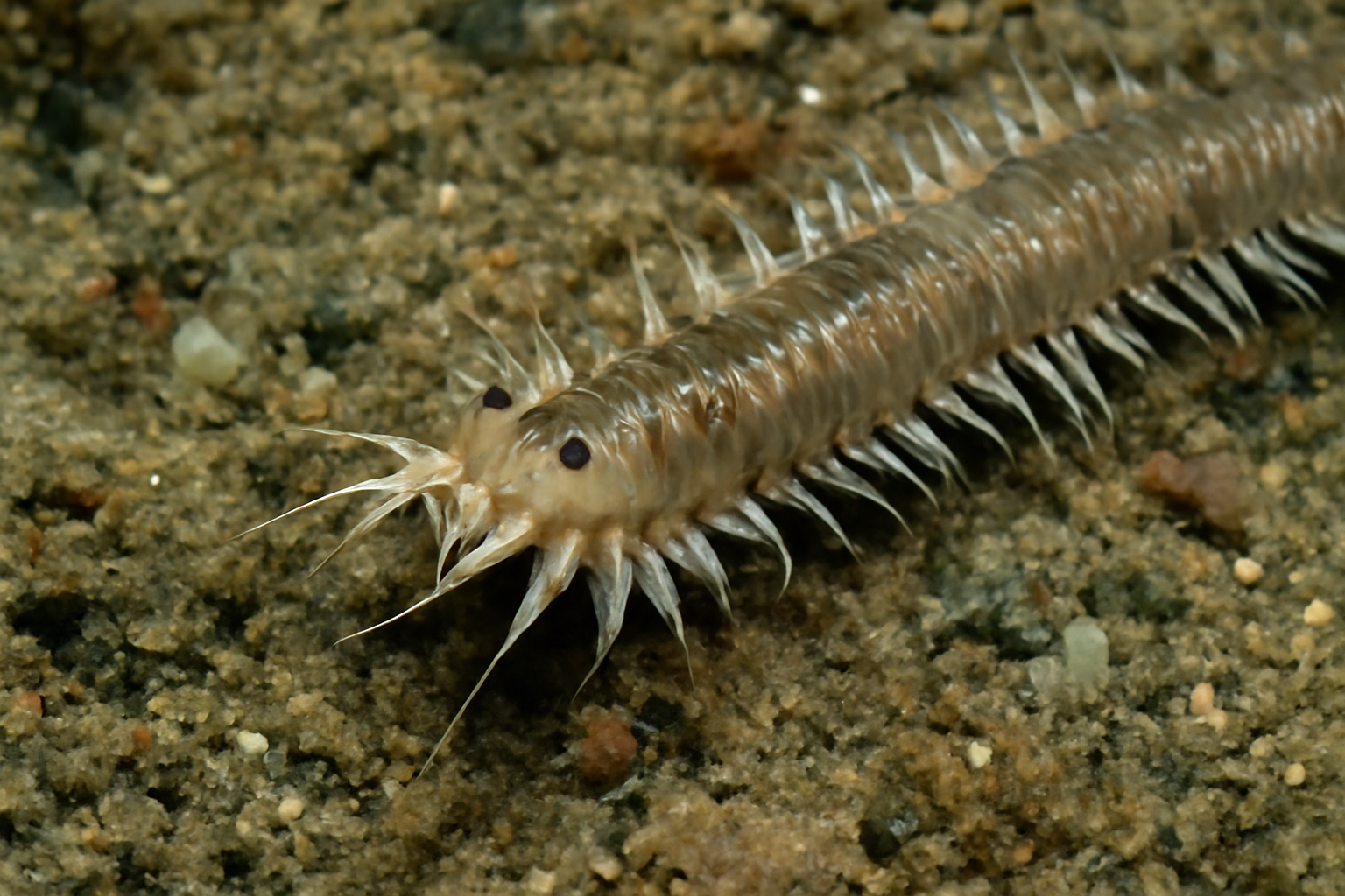 Nothria anisocirra