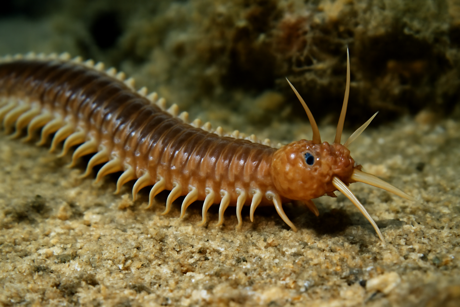 Onuphis conchylega