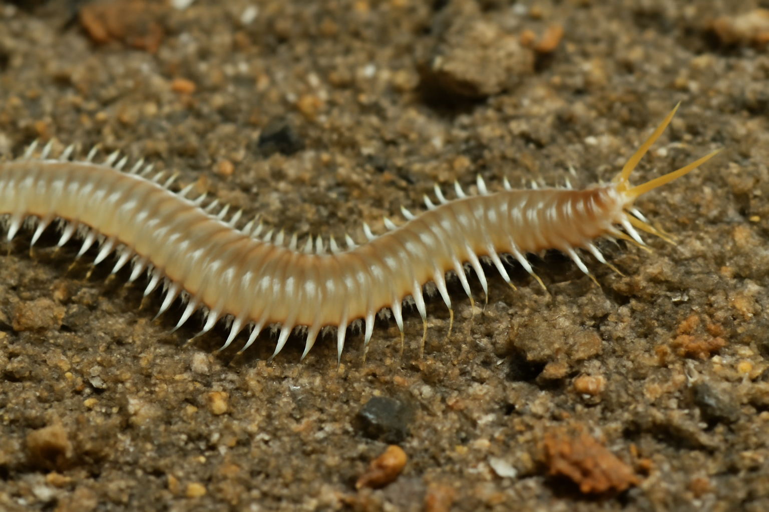 Onuphis geophiliformis