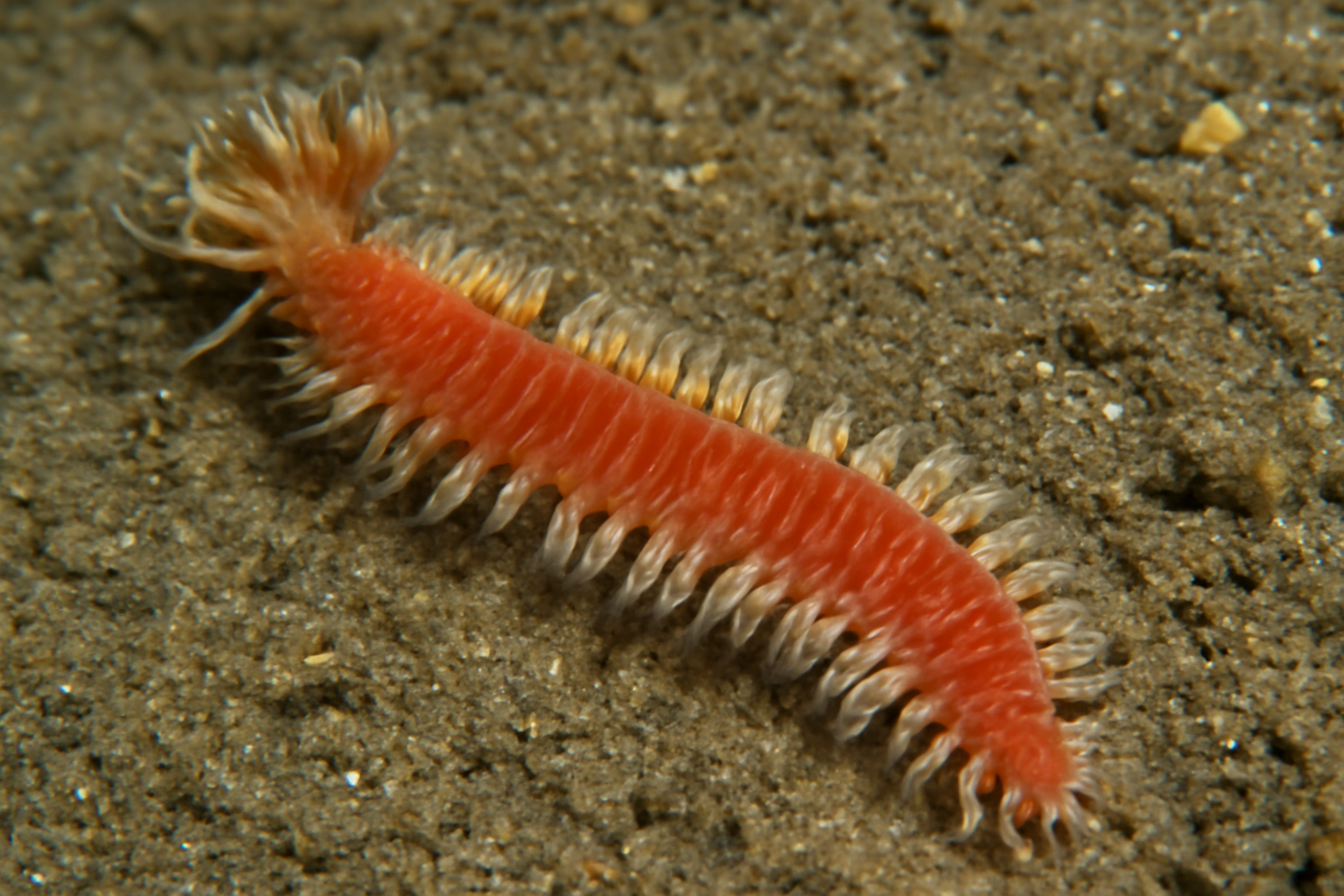 Paradiopatra paucibranchiata