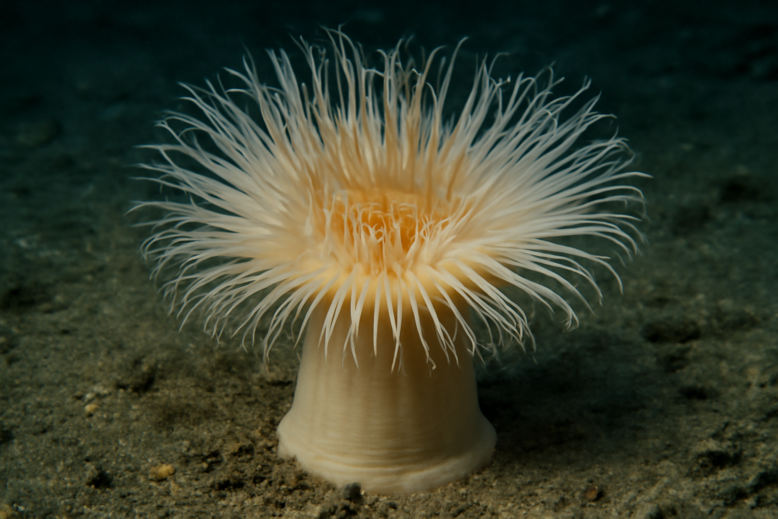 Deep-sea Anemone