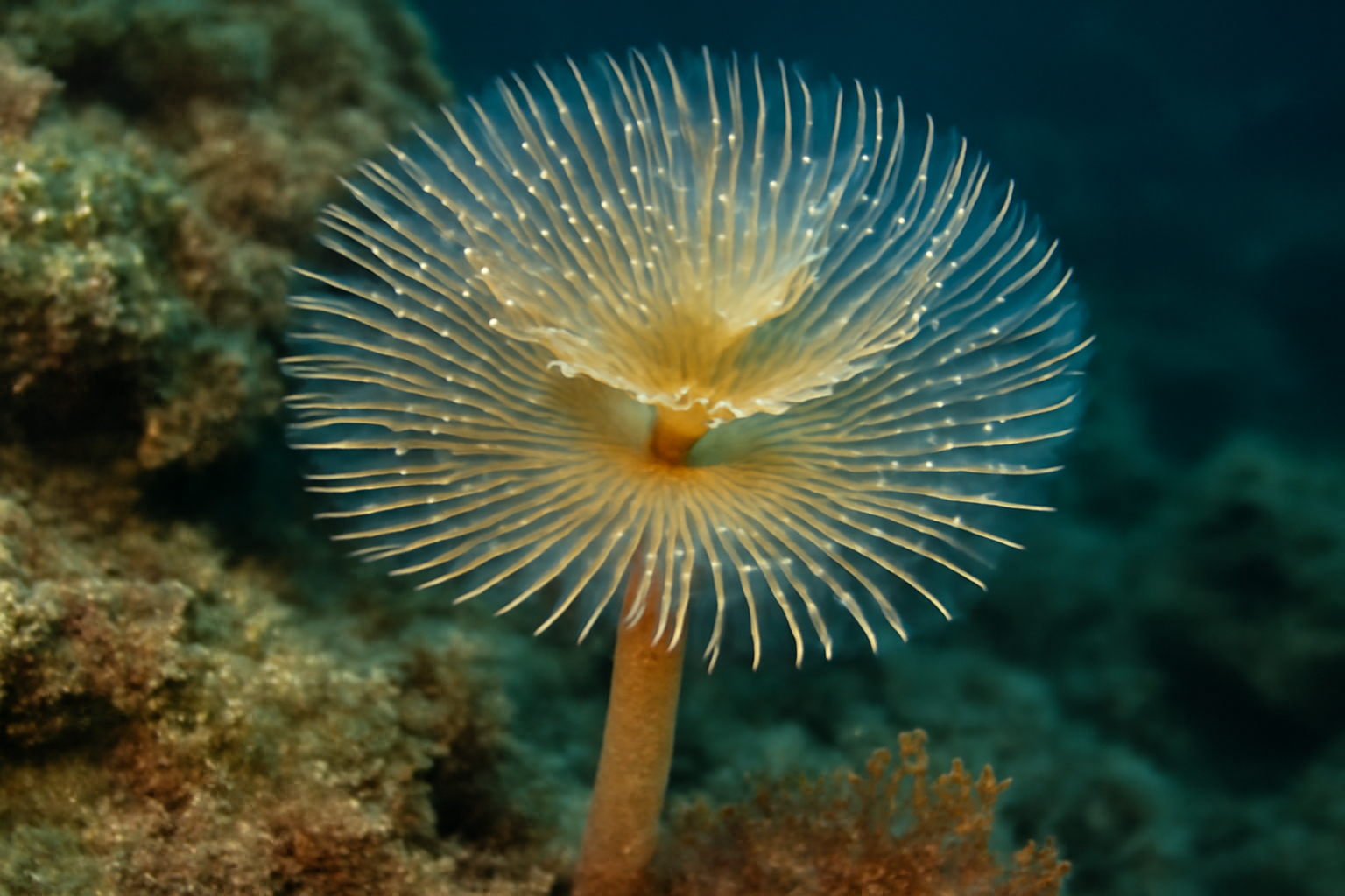 European Fan Worm