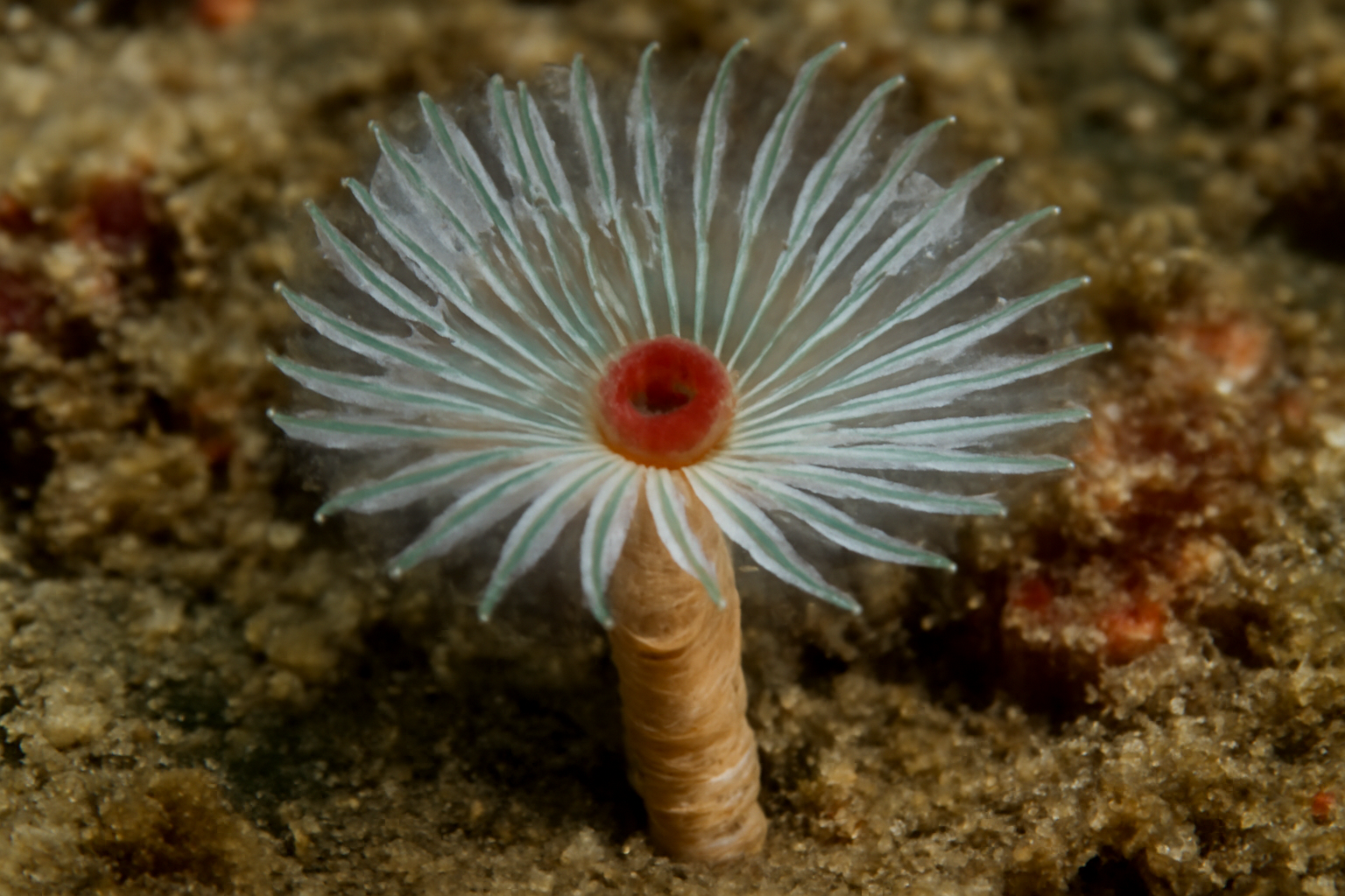 Calcisabella montereyi