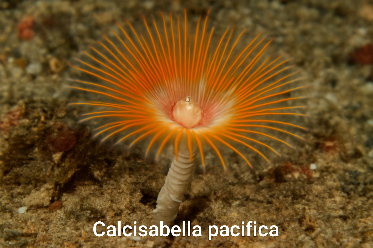 Calcisabella pacifica