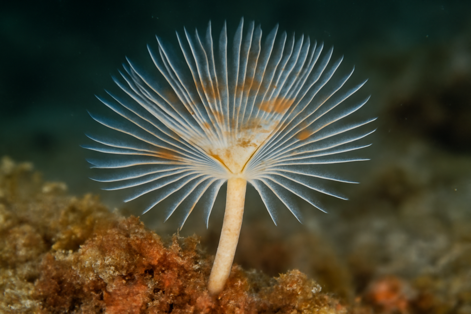Calcisabella kuroshio