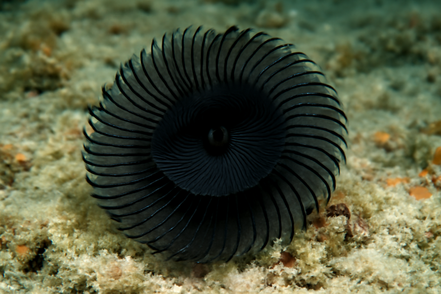Black Spiral Worm