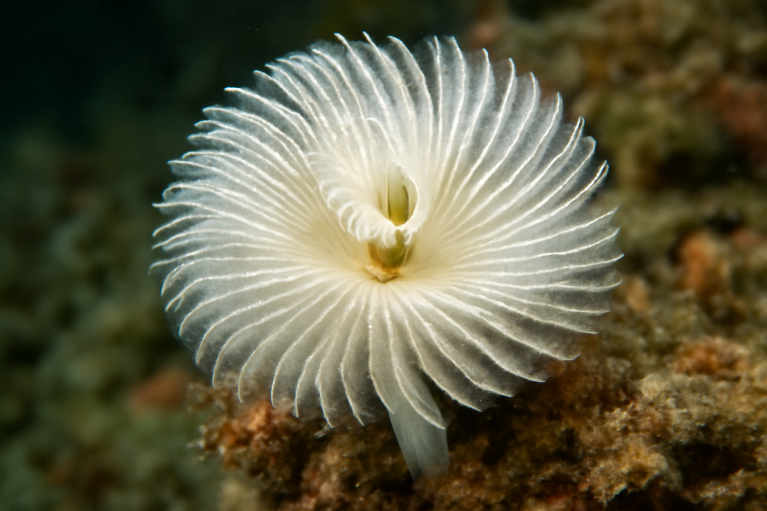 White Spiral Worm