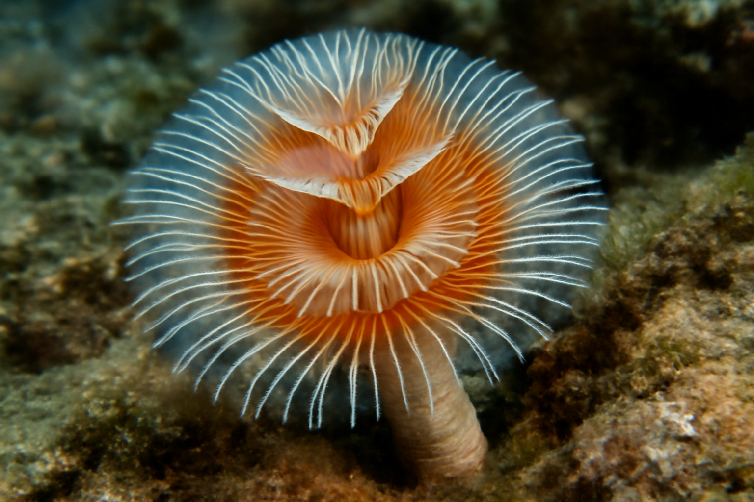 Australian Tubeworm