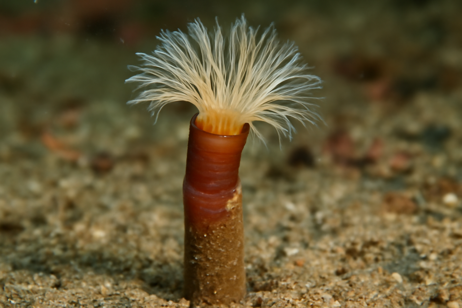 Maldanid Tubeworm