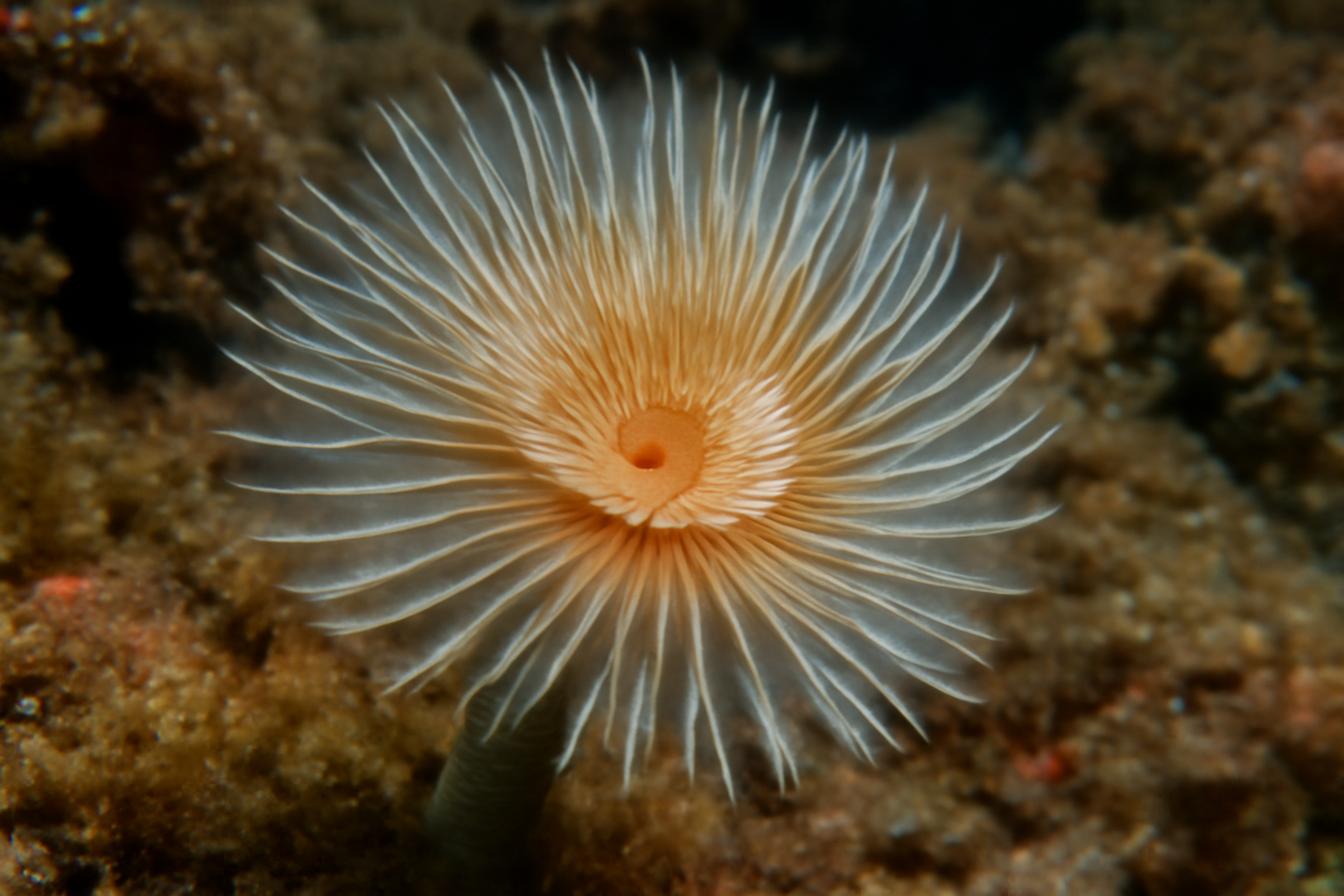 Serpulid worm