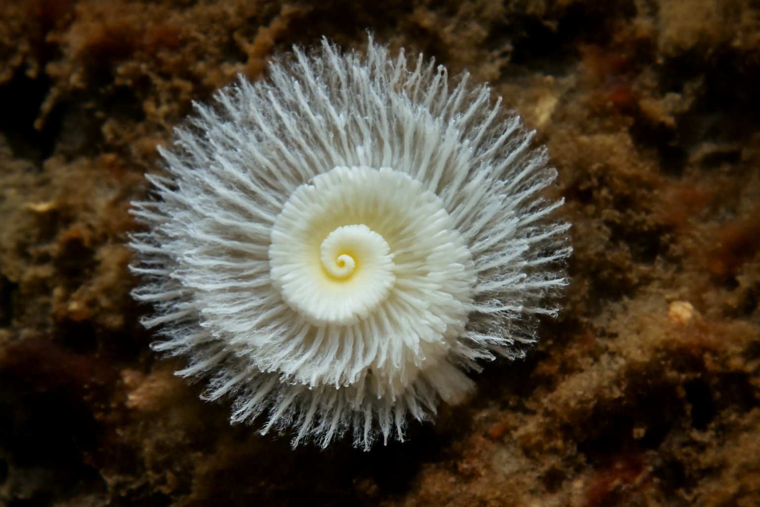Josephella marenzelleri