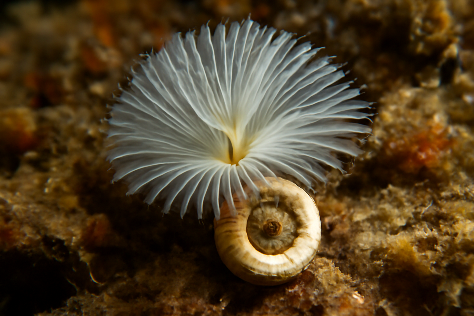 Keel Worm