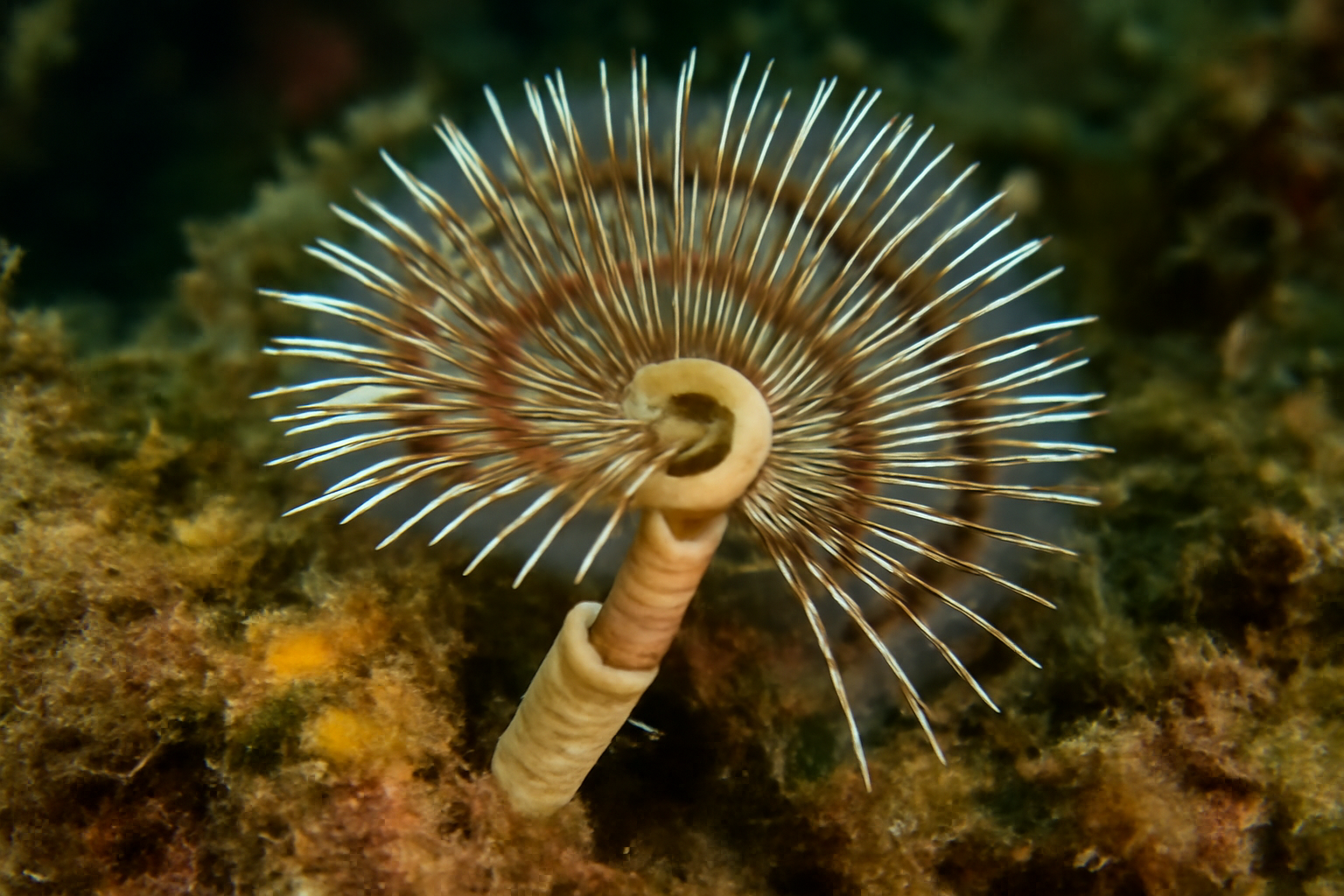 False Keel Worm