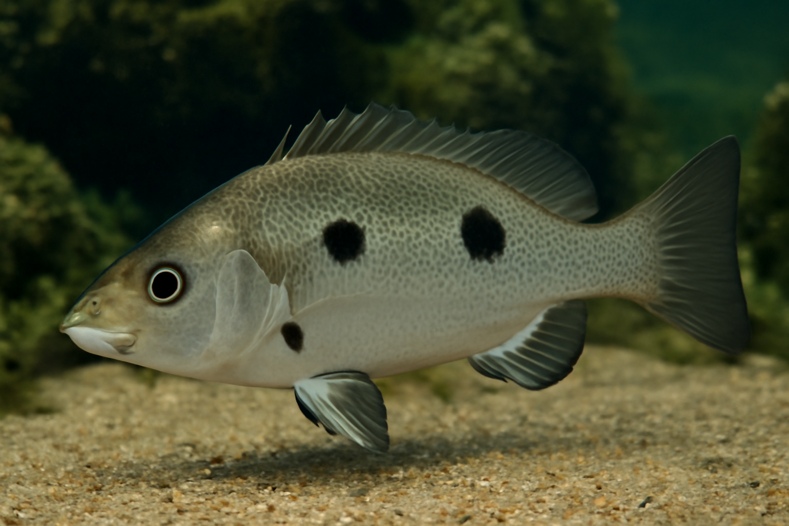 Black-spot Grunter