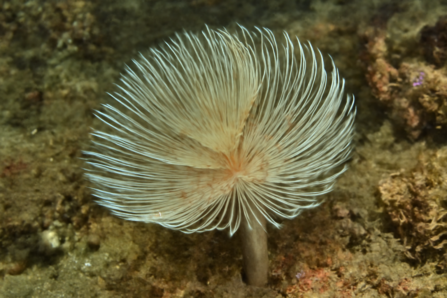 Northern Feather Duster