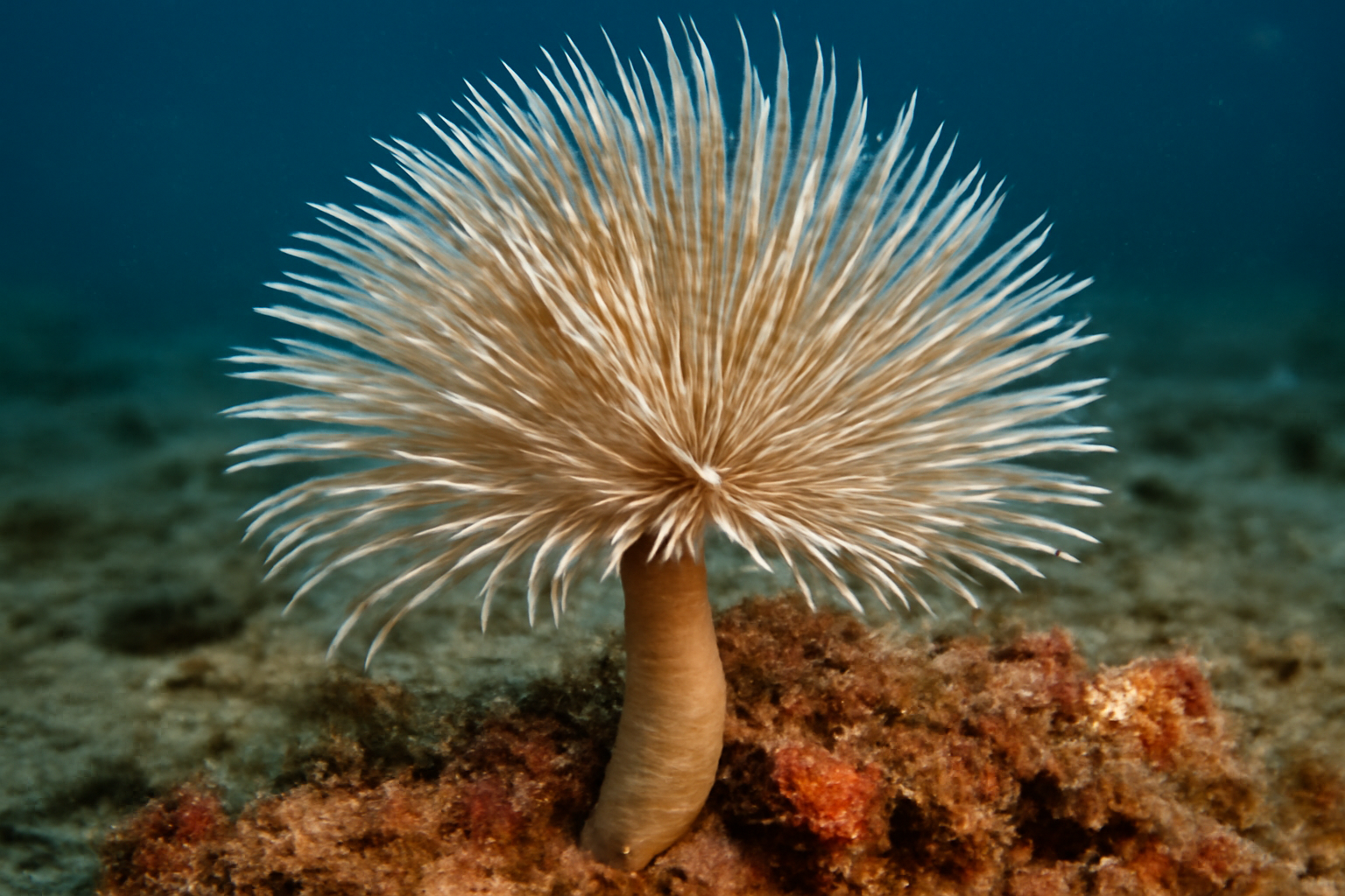 Southern Feather Duster