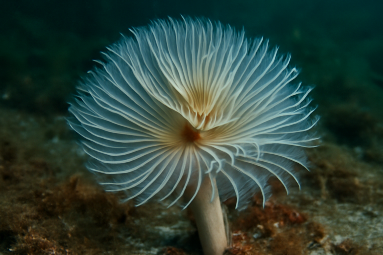 Occidental tube worm