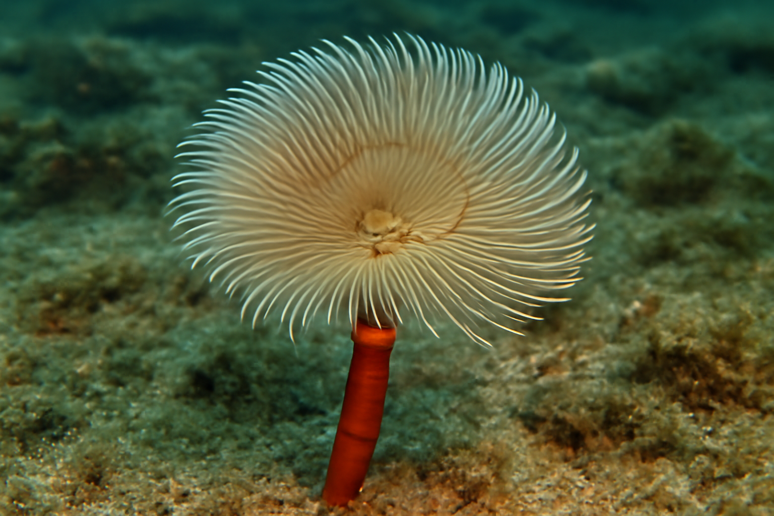 Fusiform tube worm