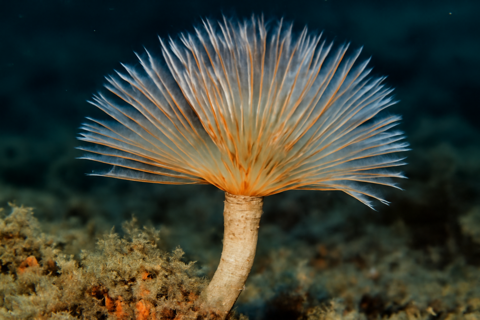 Calcareous Tube Worm
