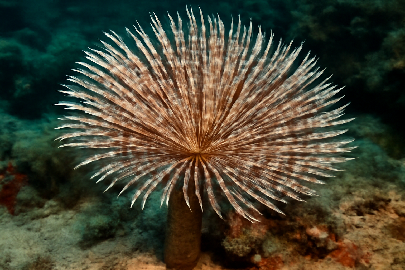 Magnificent Feather Duster Worm