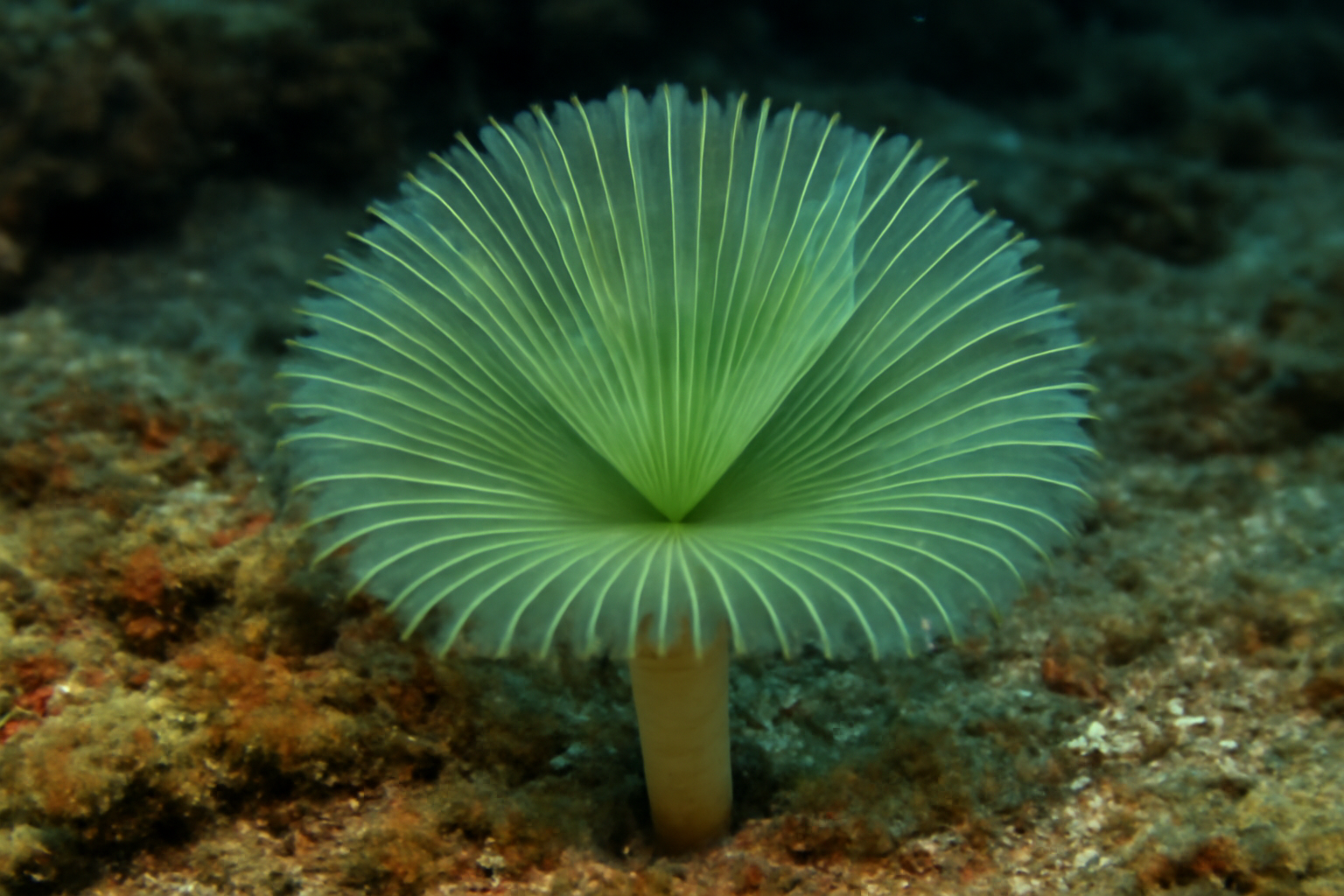 Greenish Tube Worm