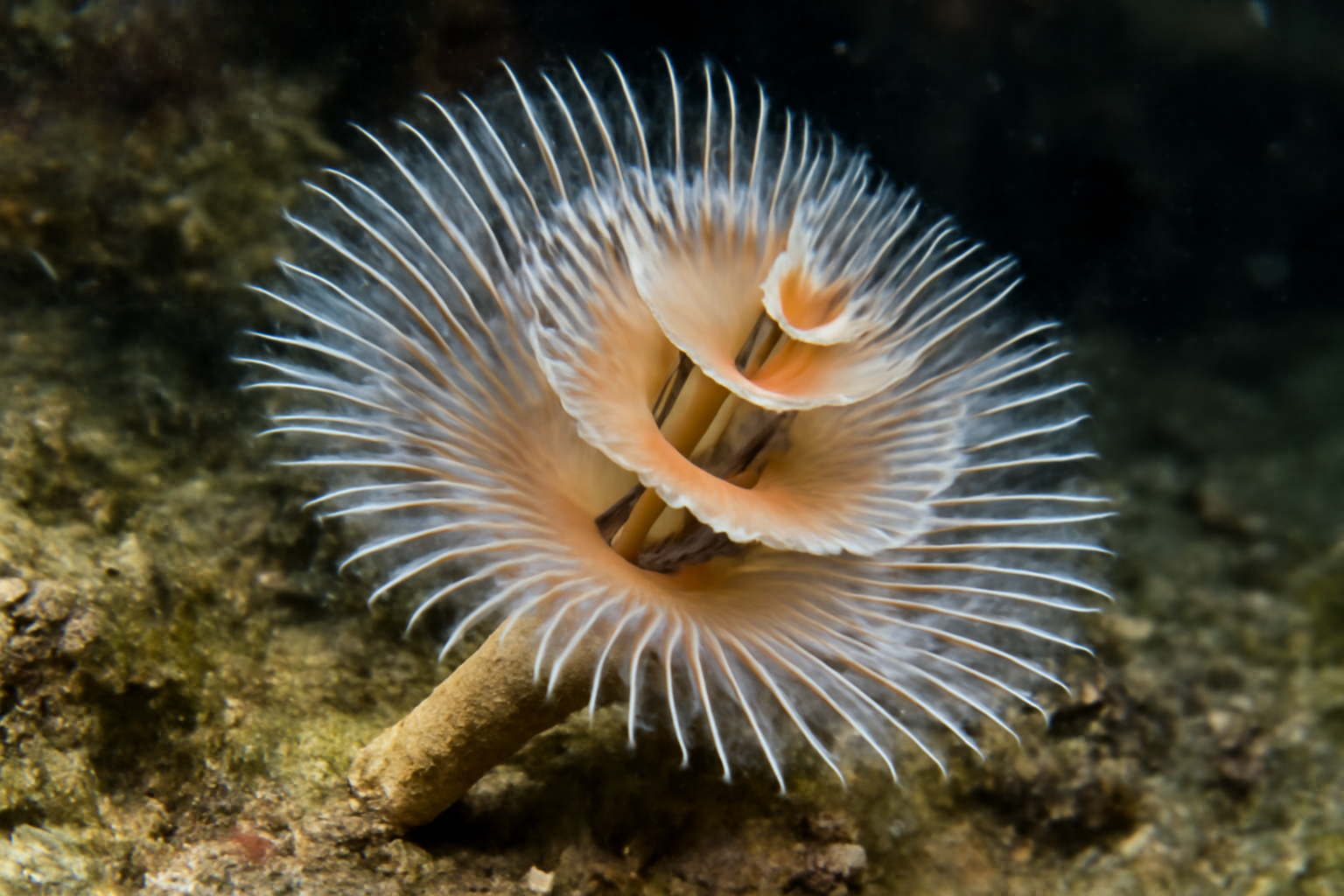 California Serpulid