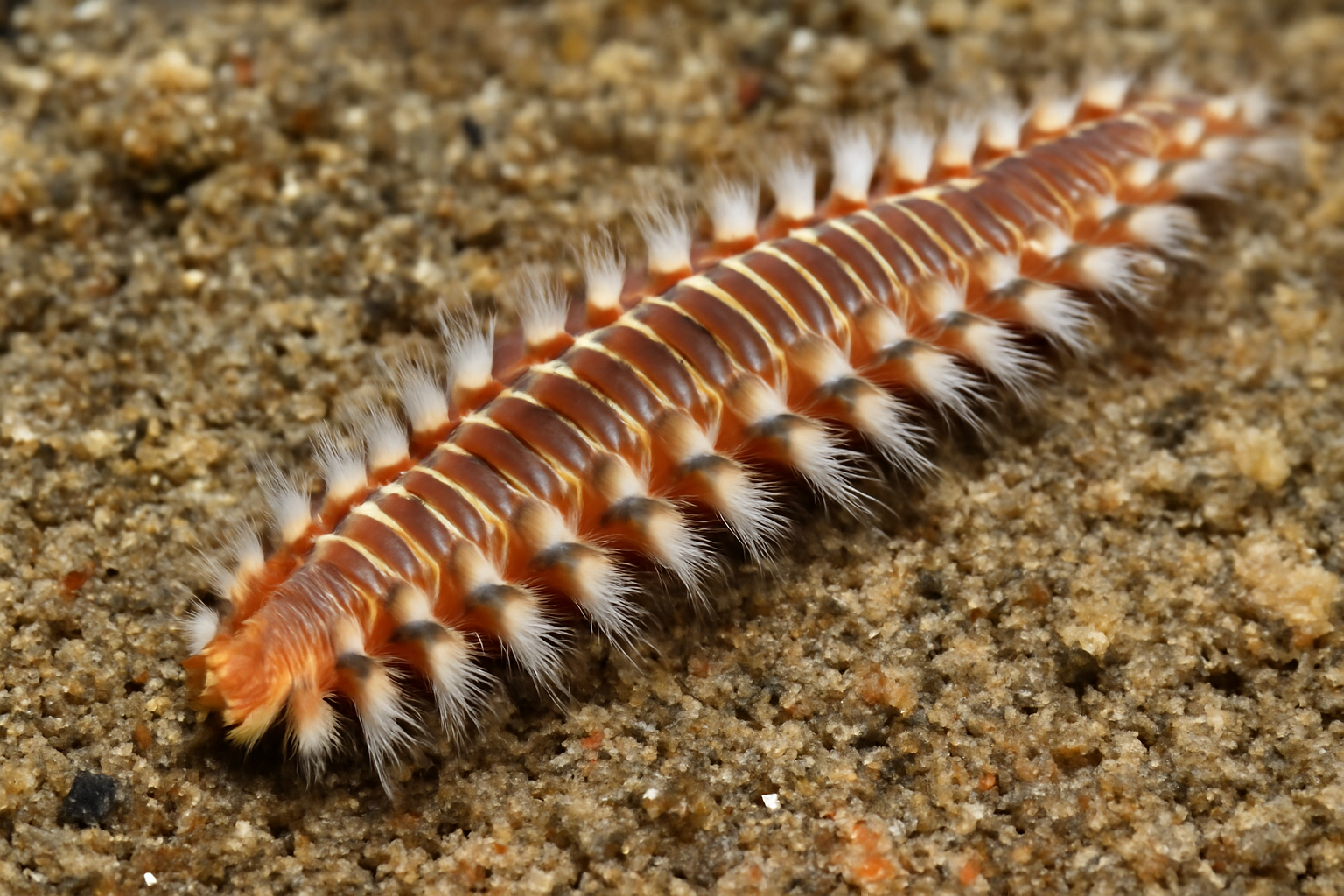 Common Fabric Worm