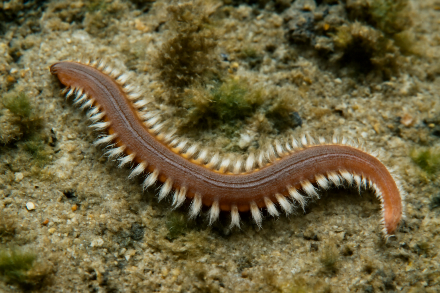 Atlantic fabric worm