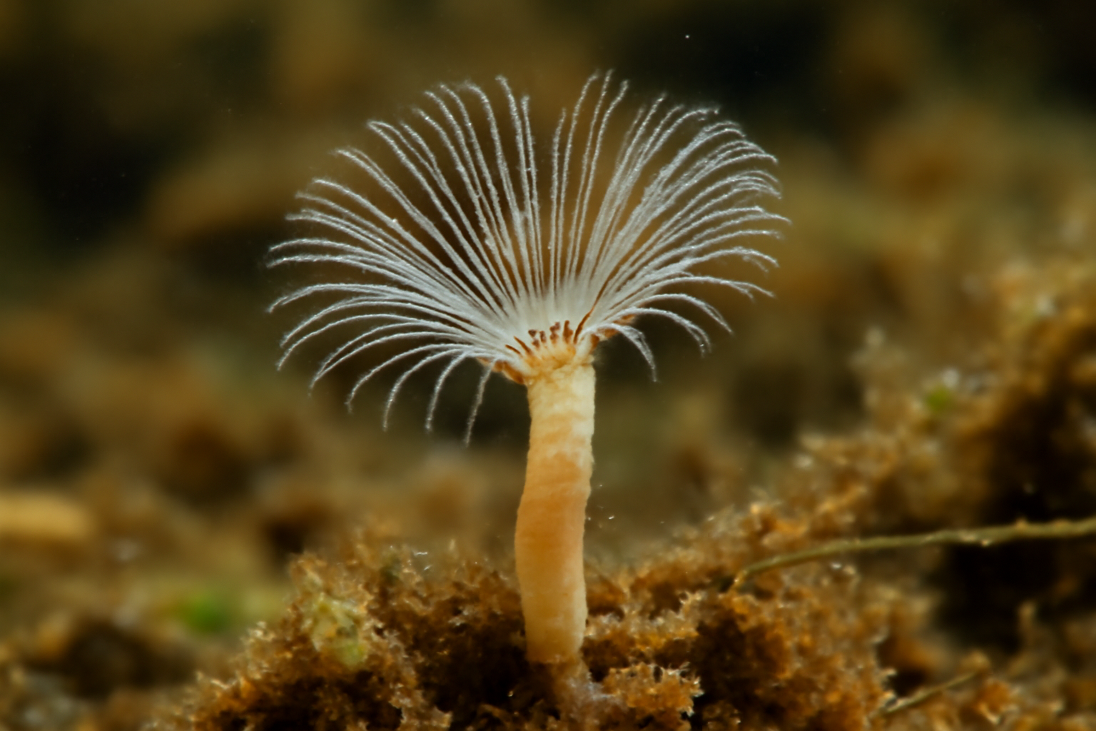 Manayunkia Speciosa