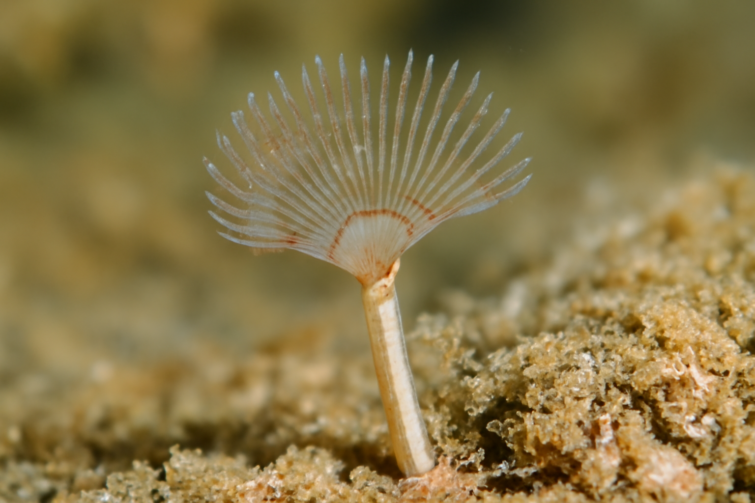 Manayunkia Aestuarina