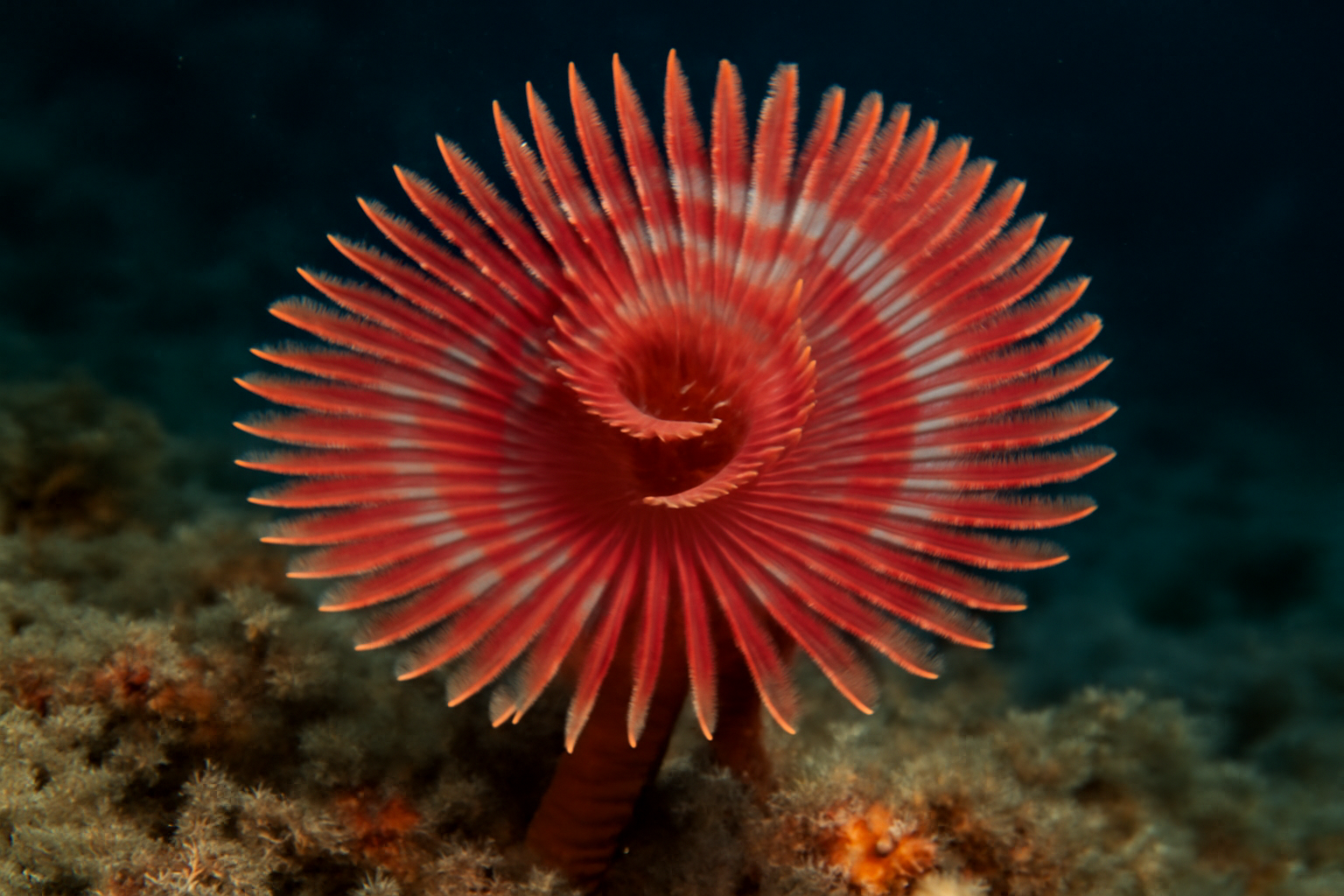 Red fan worm