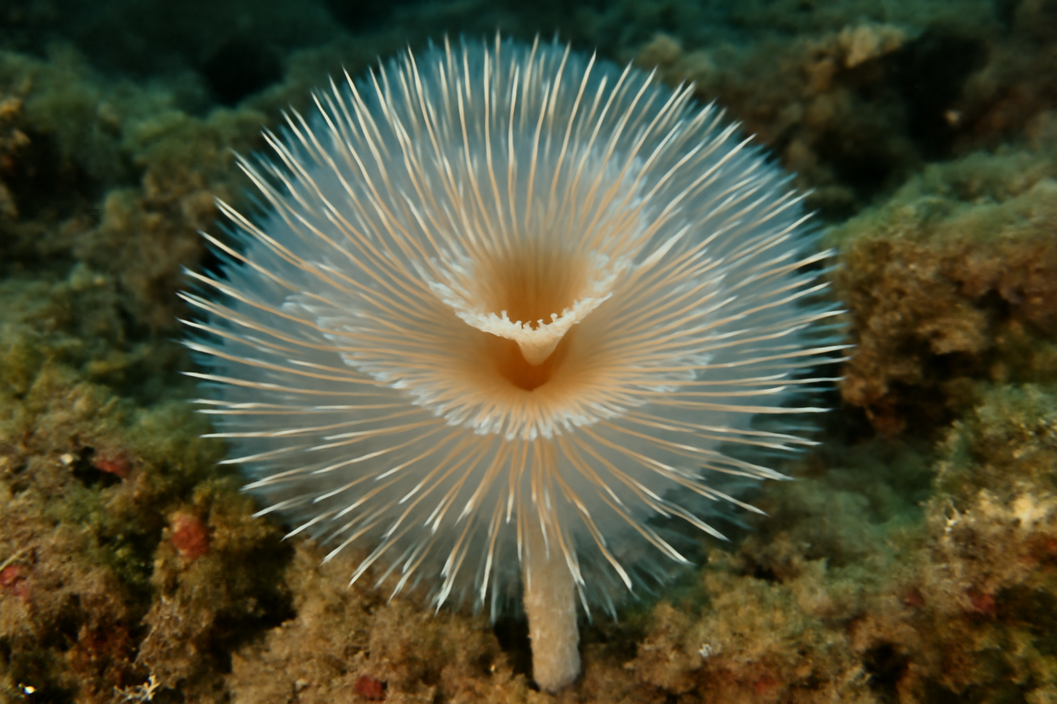 Marine tube worm